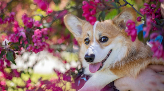 spring dog safety tips; a Pembroke Welsh Corgi with tan and white markings, surrounded by bright pink flowers