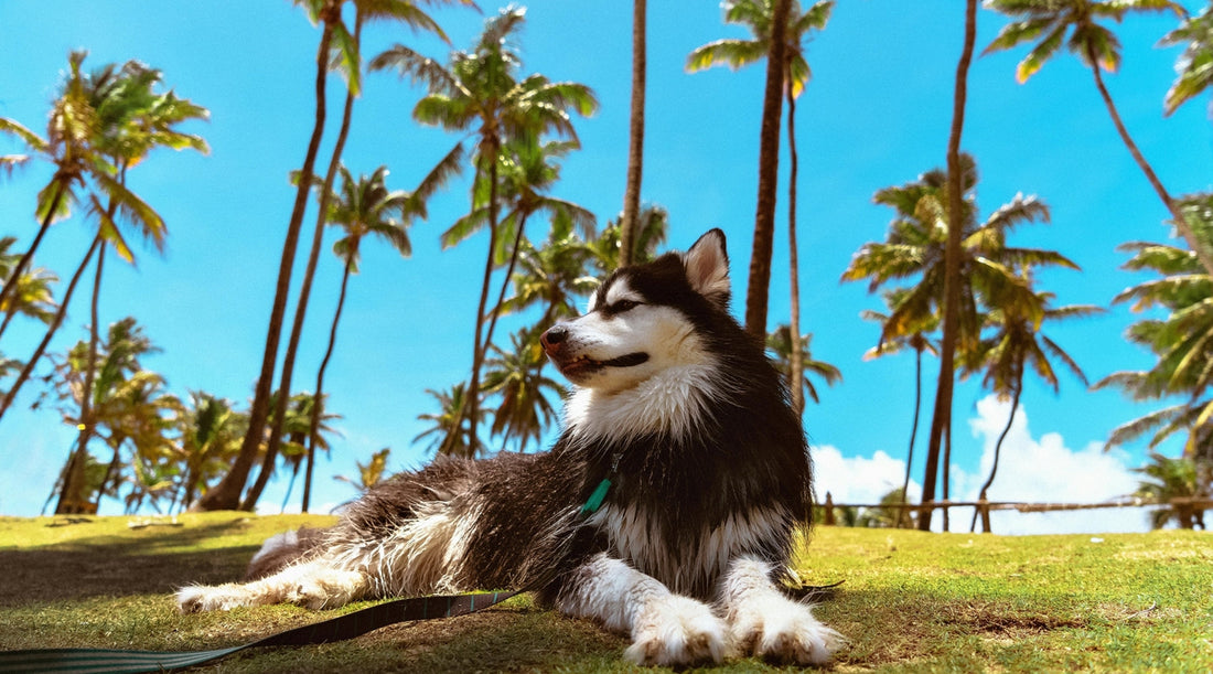 A black and white husky-like dog lies on green grass, sparking thoughts on Mesh vs. Neoprene Harness choices for such warm climates
