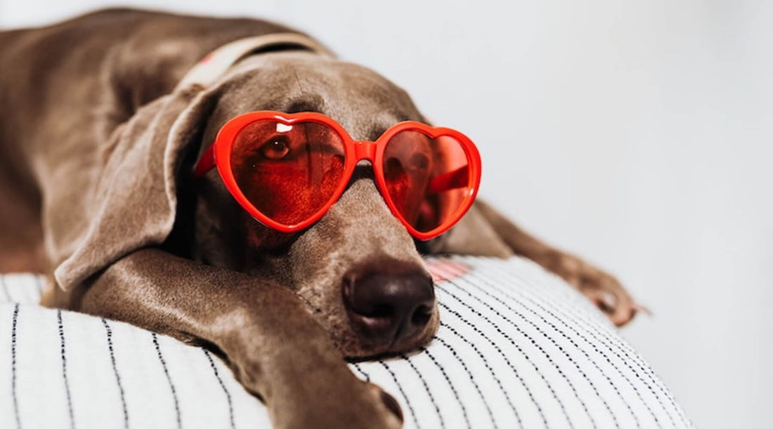 A close-up of a brown dog wearing red heart-shaped sunglasses, evoking festive Valentine's gifts for dog lovers
