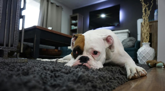 A white dog lying on a rug, possibly showing signs of dog anxiety