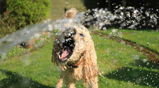 A golden-colored dog shaking water off its head and body in a spray, an excellent example for Tips to Keep Your Dog Hydrated This Summer through play