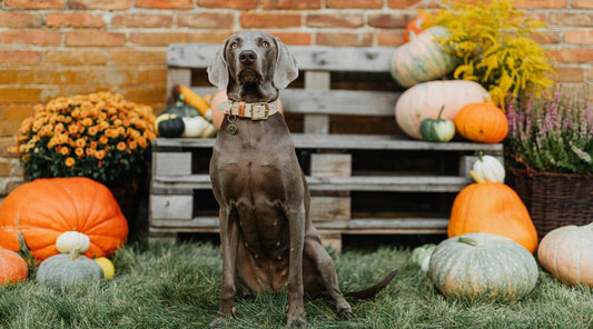 A grey Weimaraner dog sits adorned with a variety of autumn pumpkins, illustrating a safe Halloween dog walk