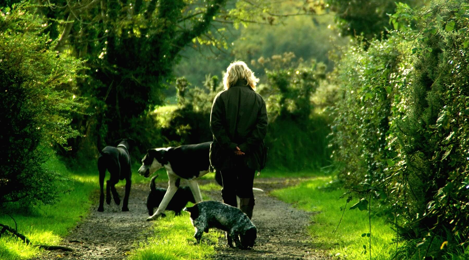 The Best Adjustable Dog Harness for Spring Walks – Woof Frills