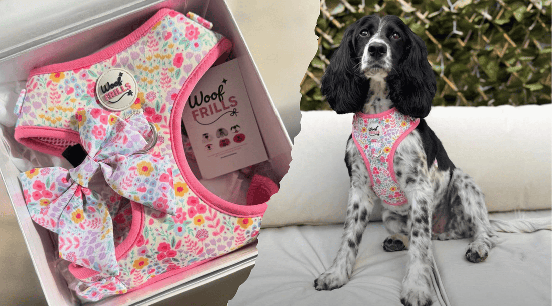 A split image shows a pink floral adjustable dog harness in a gift box on the left, and a dog wearing the same harness on the right