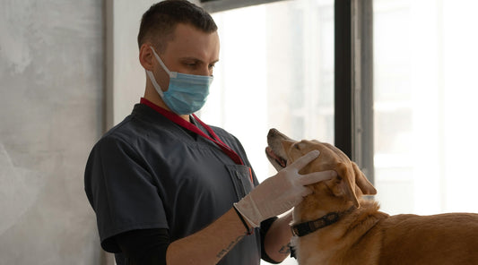 A veterinarian gently examines a dog's neck, which is wearing a collar, a scene that could illustrate how dog collars can harm a dog if they are too tight or used improperly