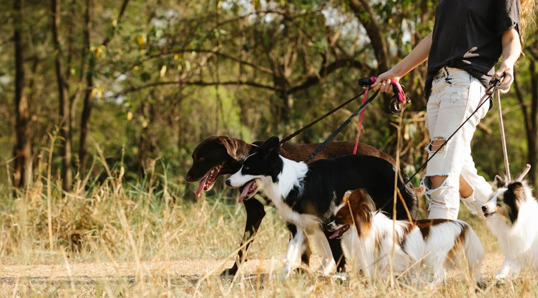 A woman walking multiple dogs of various breeds on BioThane Dog leads through a grassy field