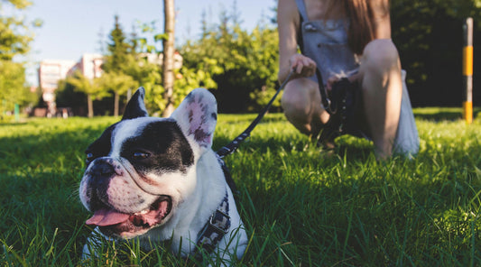 Black and White French Bulldog Lying on Green Grass, Springtime Dog Walking Tips