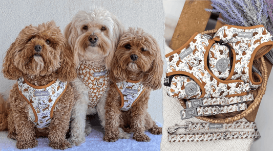 Three adorable dogs wearing the best dog harnesses, showcase the Woof Frills's commitment to quality and comfort