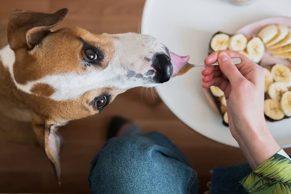 header image of a blog about whether can dogs eat bananas