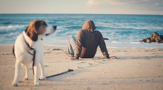 Shallow focus shot of a male in a black jacket sitting on a sandy beach near a beagle dog