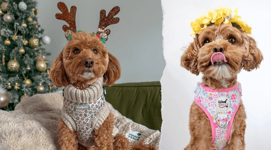 The 10 Best Dog Harnesses of 2026