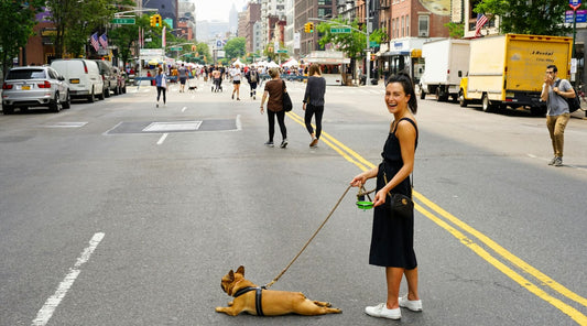Woman laughs as her small dog, a French bulldog, lies flat on the city street, refusing to walk or pull on the leash