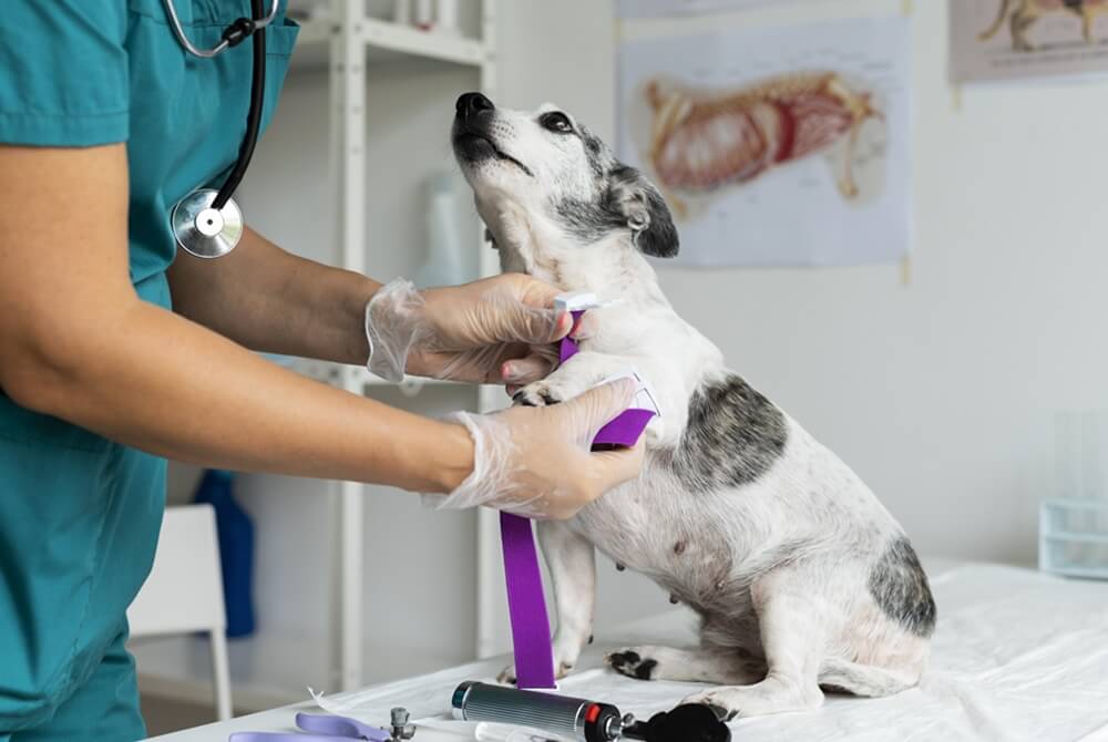 close-up veterinarian taking care of a dog having pet cancer