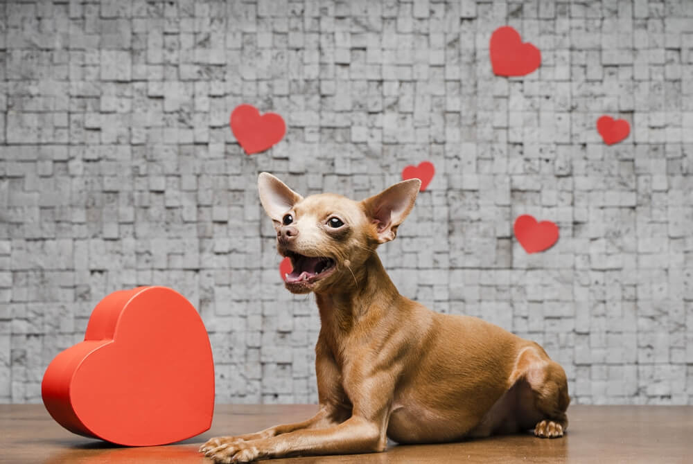 header image of a blog post highlighting the best Valentine's Day gifts for dog lovers in 2024