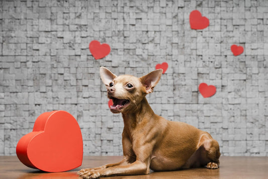 header image of a blog post highlighting the best Valentine's Day gifts for dog lovers in 2024
