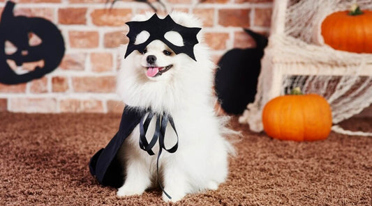 A fluffy white dog wearing a black bat costume and cape, sitting in front of a brick wall with pumpkins and Halloween decorations