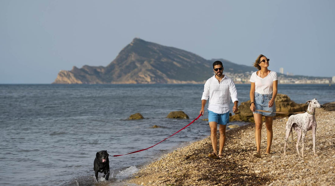 Happy couple enjoying a warm day near the beach with their two playful dogs