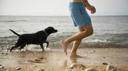 Young man and happy dog enjoying a joyful run along the beach, perfect summer fun for you and your dog in 2024