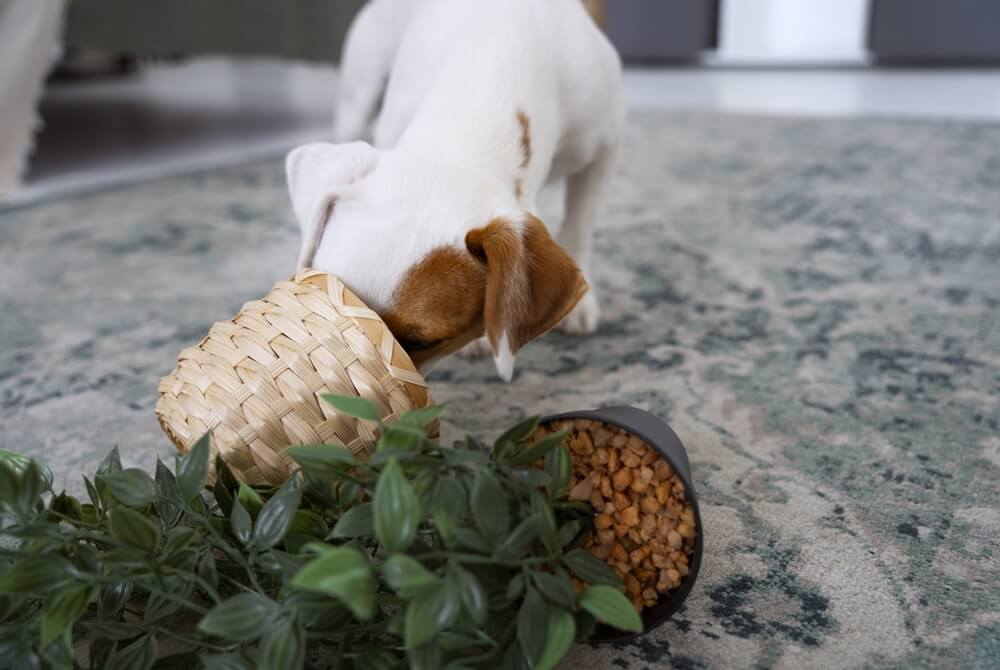 cute dog making mass with plant pot inside