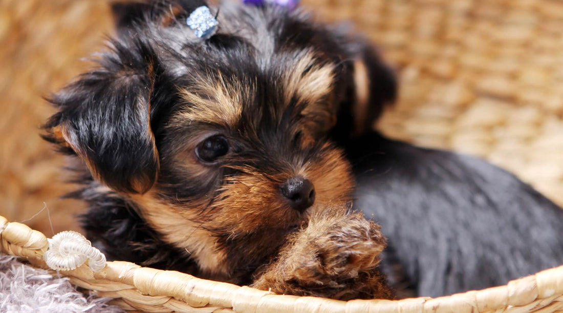 A Yorkshire Terrier puppy fast asleep on its back, looks completely comfortable and content with collar instead of a harness for a puppy