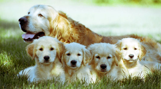 shallow focus shot of an old golden retriever with four cute puppies resting on grass ground