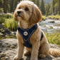 Step In Dog Harness | Midnight Trails