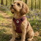Step in Dog Harness Set | Mulberry Trails | Matching Collar, Lead & Bow | BUNDLE OF YOUR CHOICE