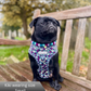 Dog harness , Dog collar and lead set | BUNDLE OF YOUR CHOICE | Twilight Bloom