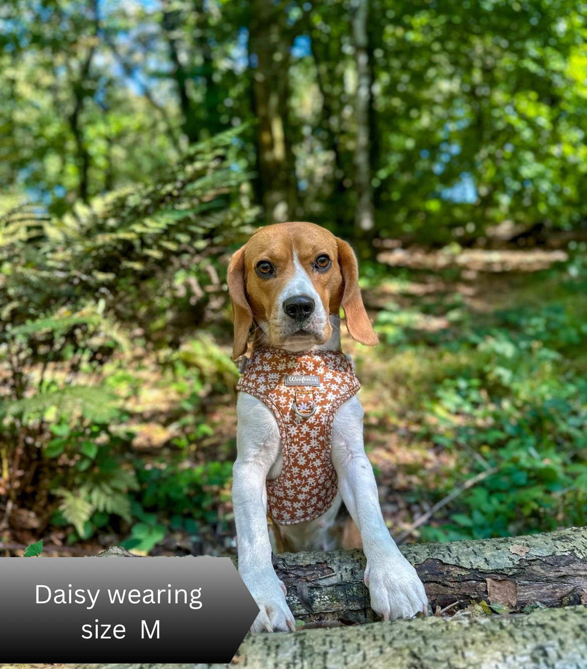 Dog Harness | Bloom me away