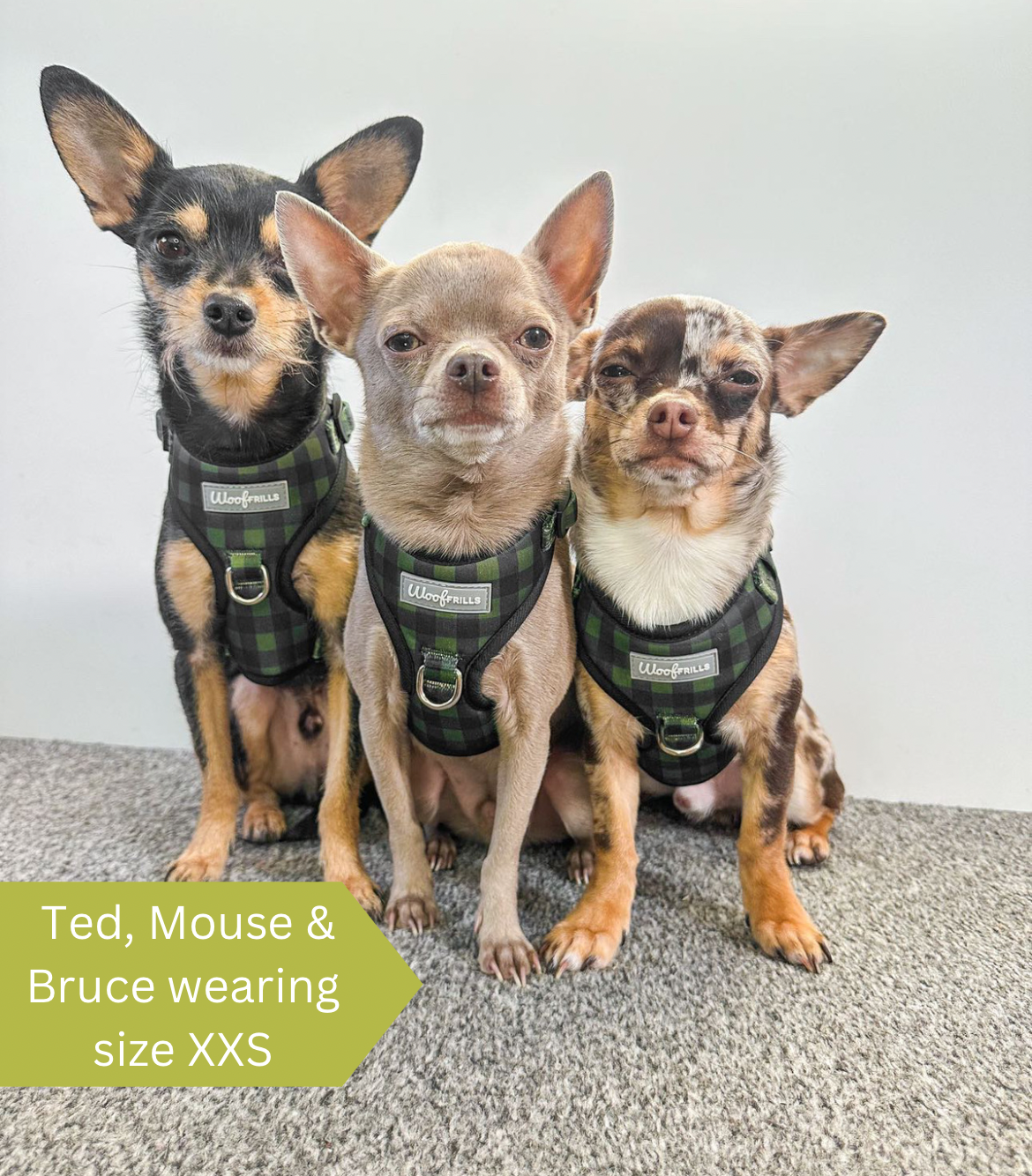 Cute dogs wearing matching plaid harness for dogs