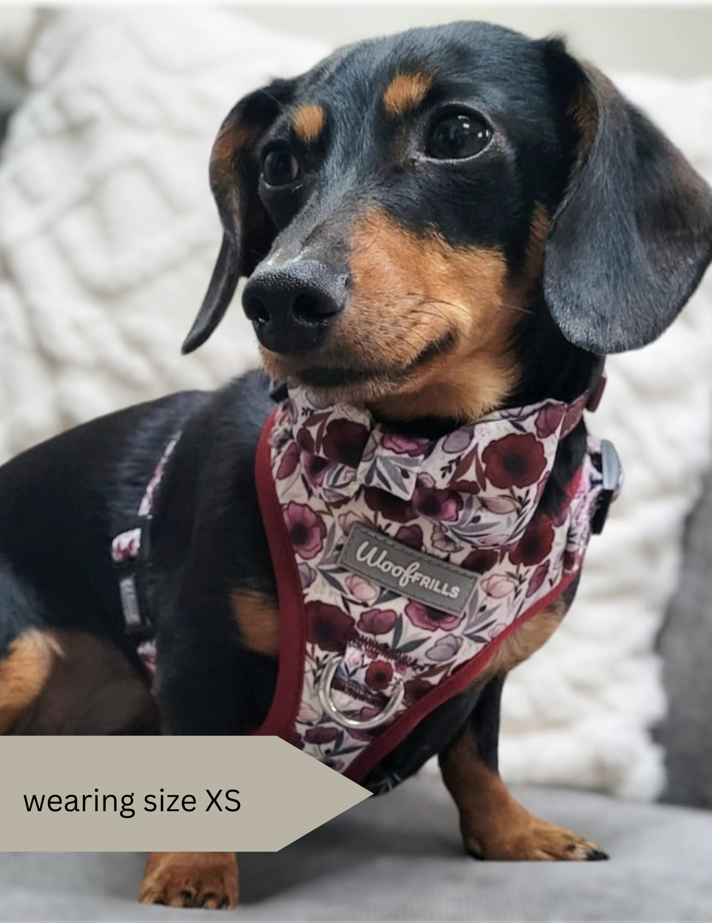 Dachshund wearing a floral red harness