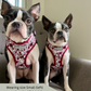 Boston dogs wearing a poppy flower harness