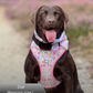 Dog harness , Dog collar and lead set | BUNDLE OF YOUR CHOICE | Blossom dreams with SAILOR BOW