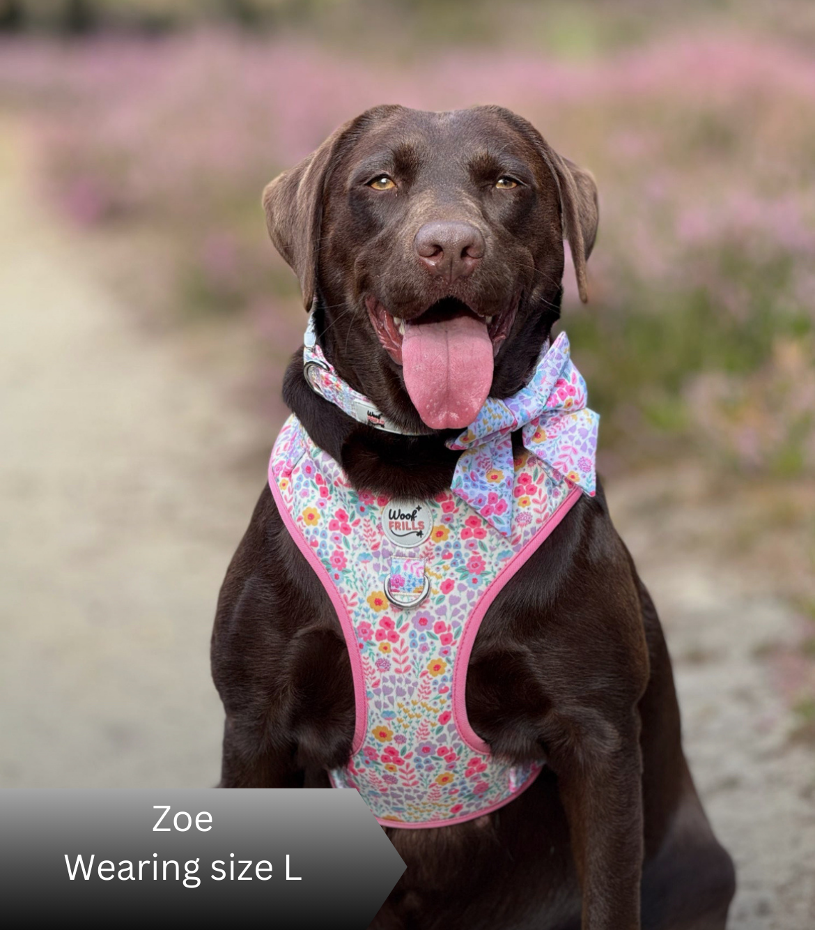 Dog harness , Dog collar and lead set | BUNDLE OF YOUR CHOICE | Blossom dreams with SAILOR BOW