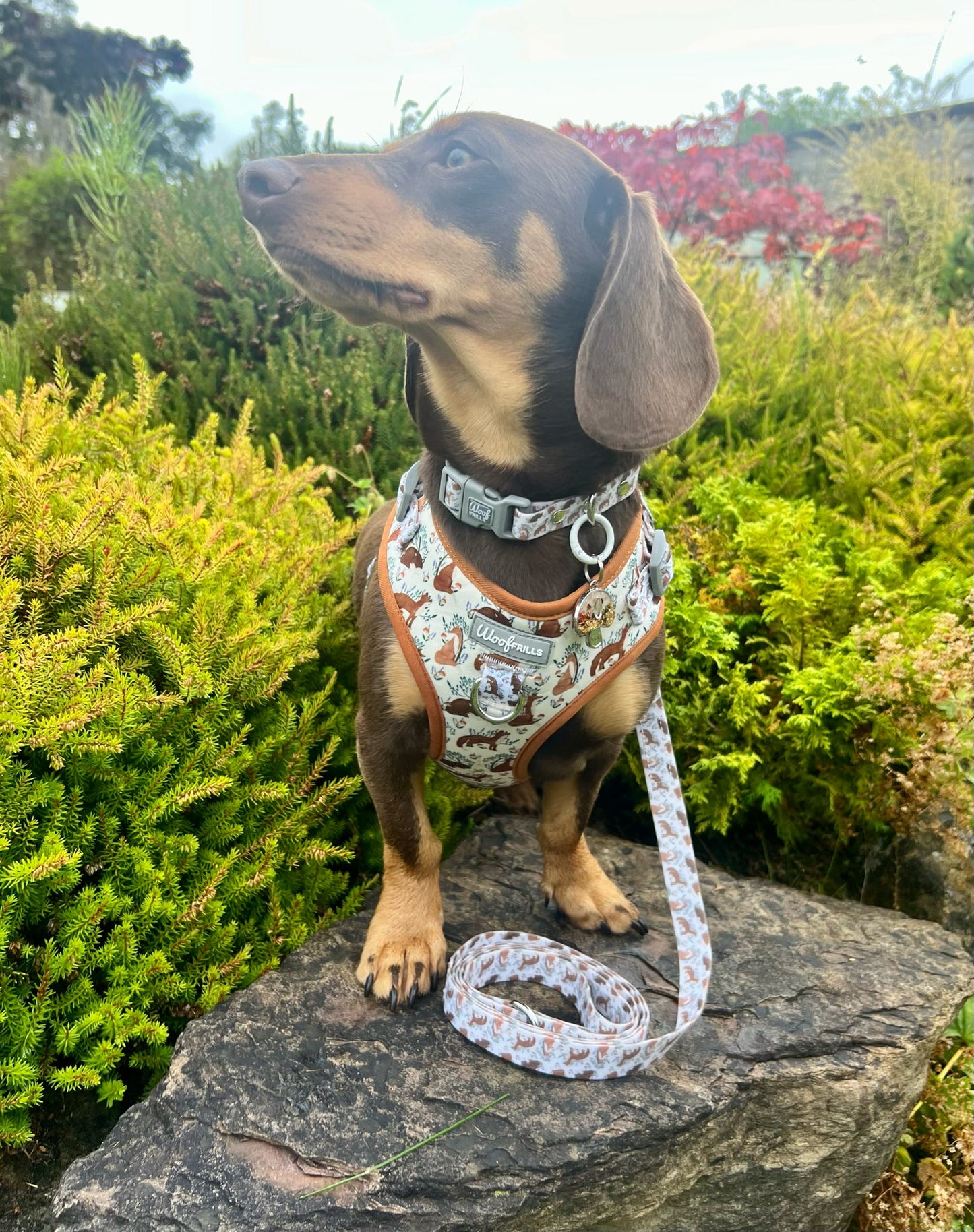 Waterproof Dog Collar | Enchanted Fox