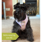 Cute dog wearing a lilac dog harness
