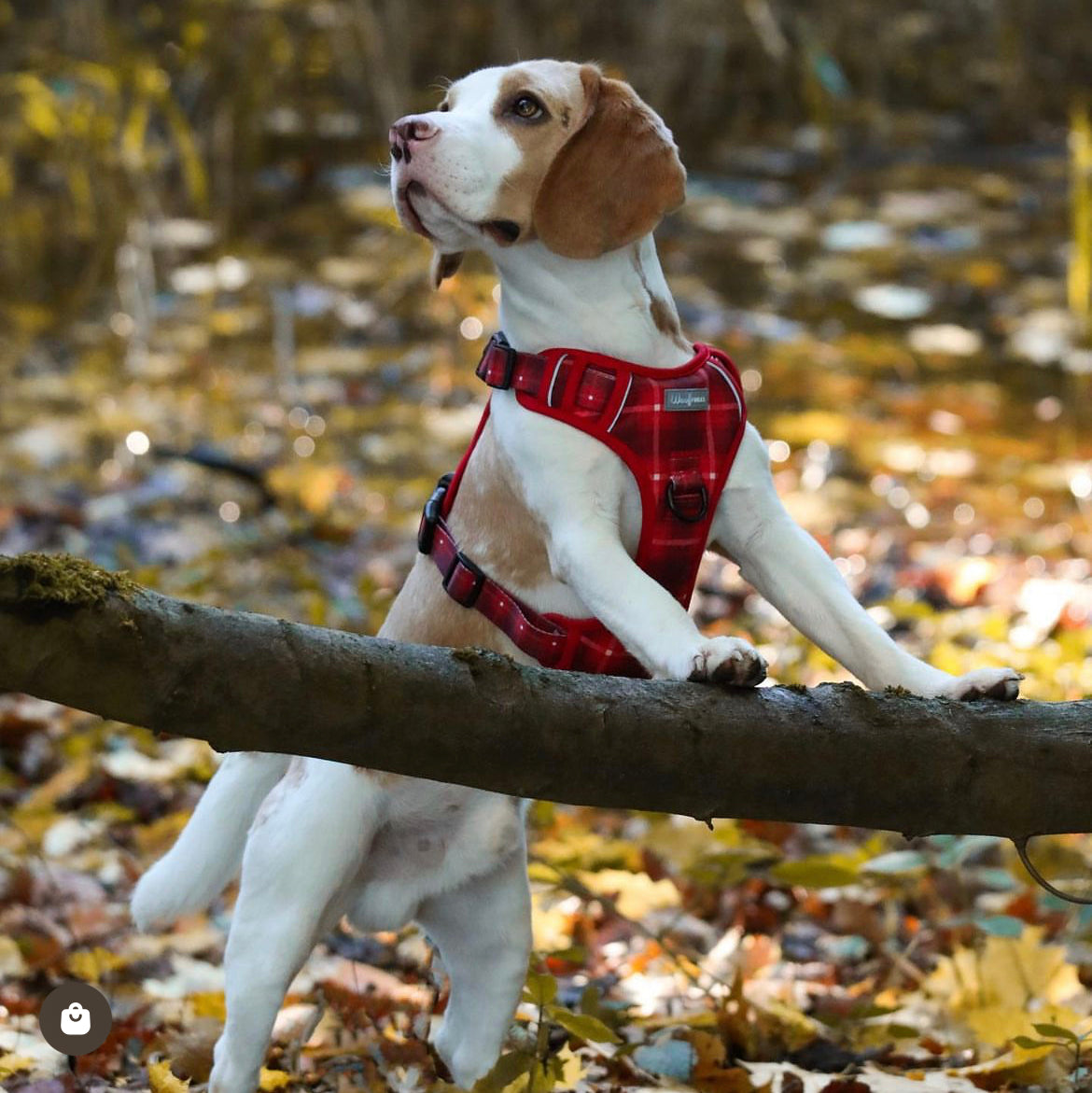 Beagle wearing a no pull dog harness 
