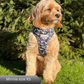 Dog harness , Dog collar and lead set | BUNDLE OF YOUR CHOICE | Twilight Bloom