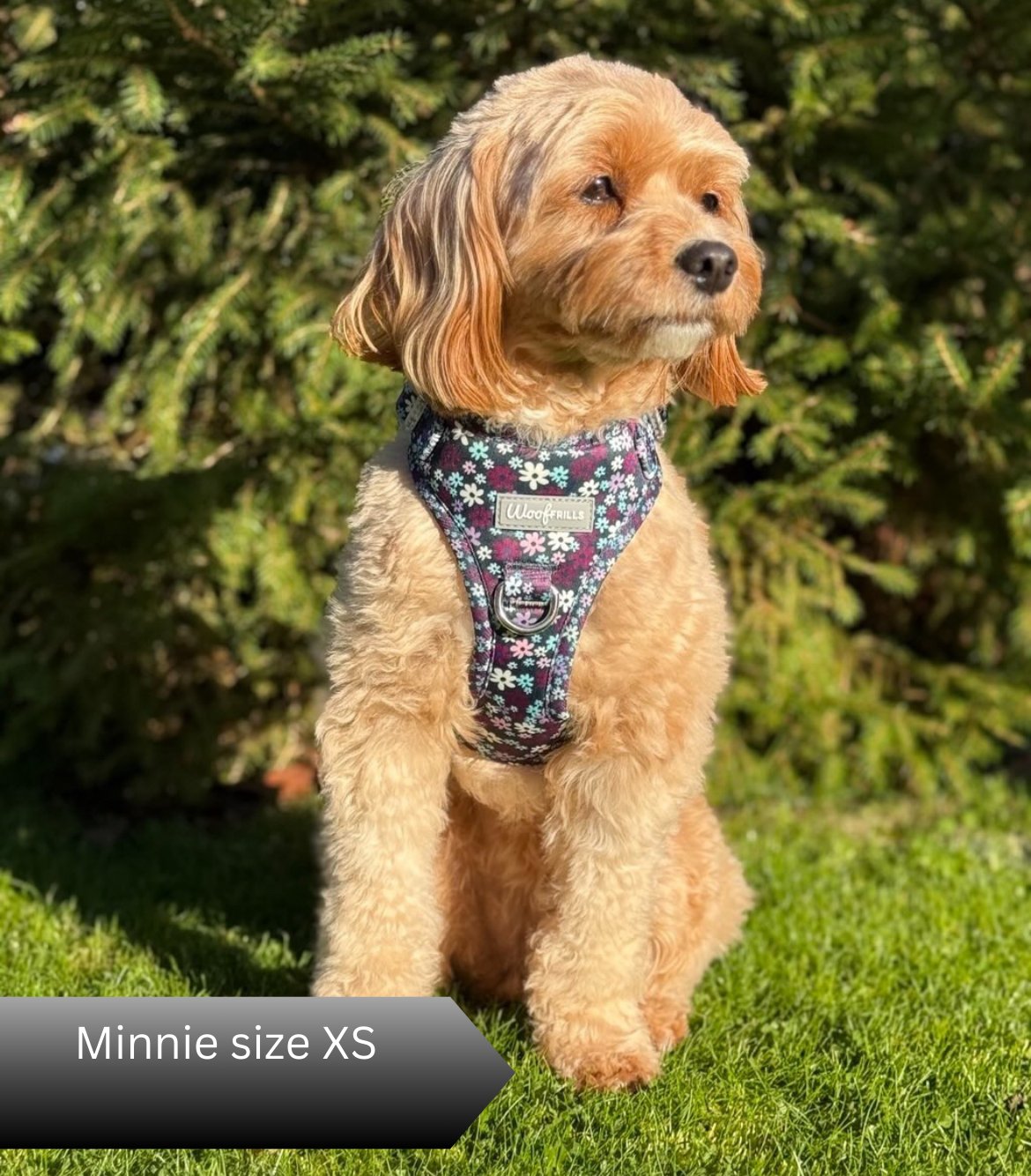 Dog harness , Dog collar and lead set | BUNDLE OF YOUR CHOICE | Twilight Bloom