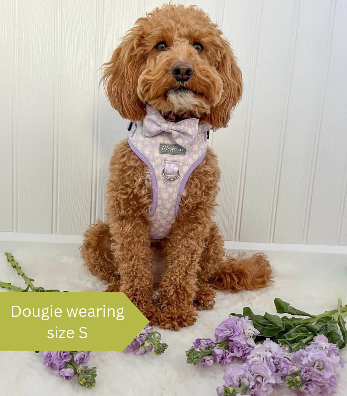 Cute dog wearing a daisy harness for dogs