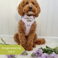 Cute dog wearing a lilac daisy harness and bow tie