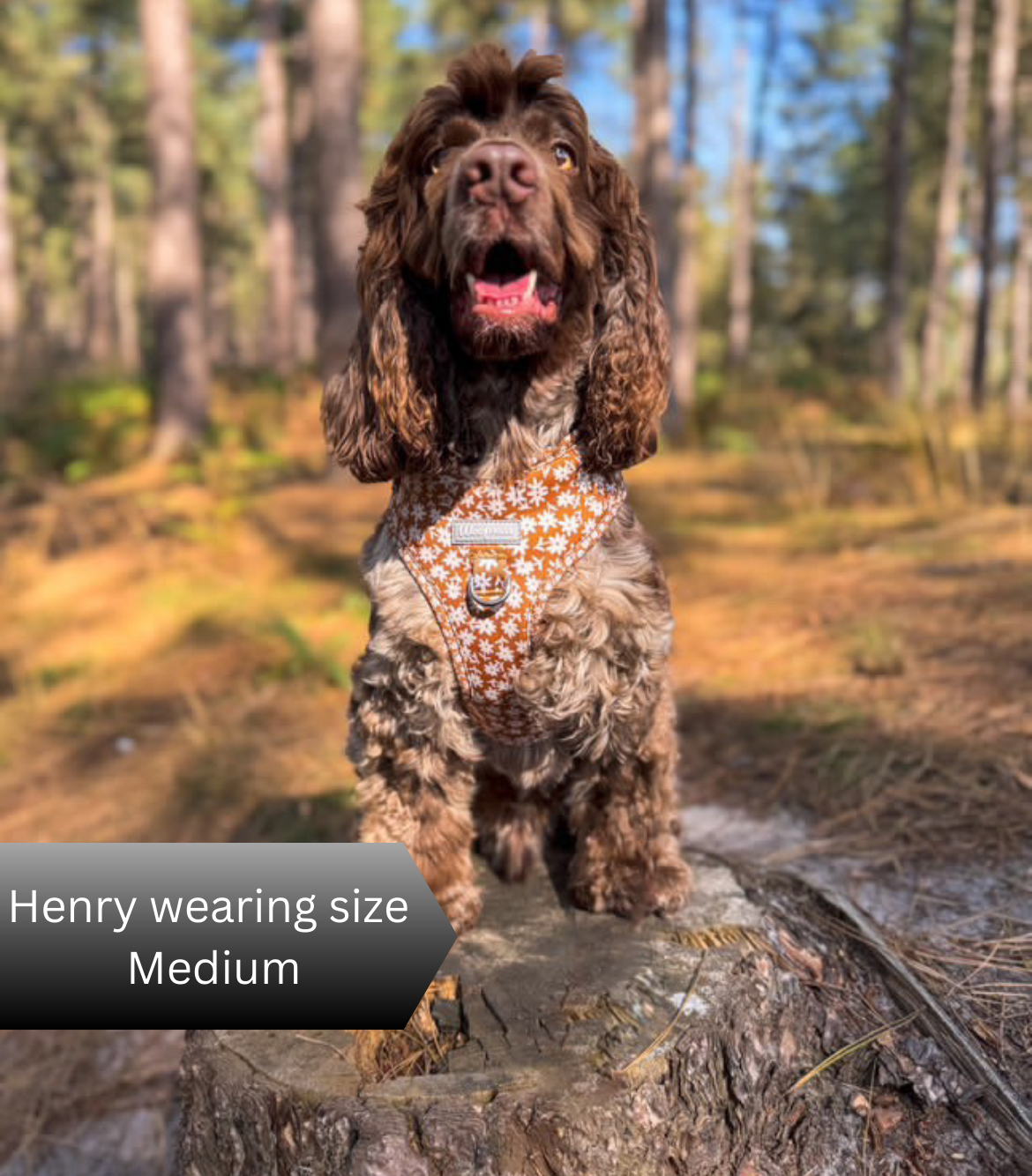 Cocker Spaniel Best Harness For Cockapoo Harness Leash Cocker