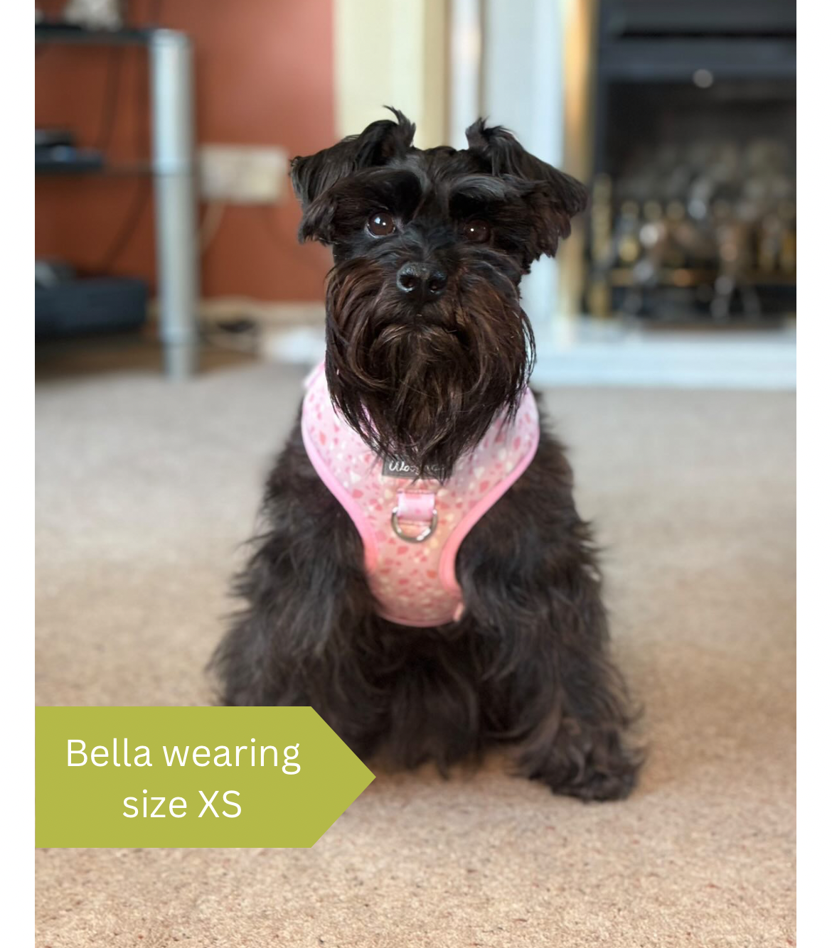 Pink staffy harness online