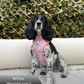 Dog harness , Dog collar and lead set | BUNDLE OF YOUR CHOICE | Blossom dreams with SAILOR BOW