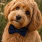 Dog Bow Tie |Midnight Trails | Elastic Attachment for Collar or Harness