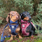 Step in Dog Harness Set | Midnight Trails| Matching Collar, Lead & Bow | BUNDLE OF YOUR CHOICE