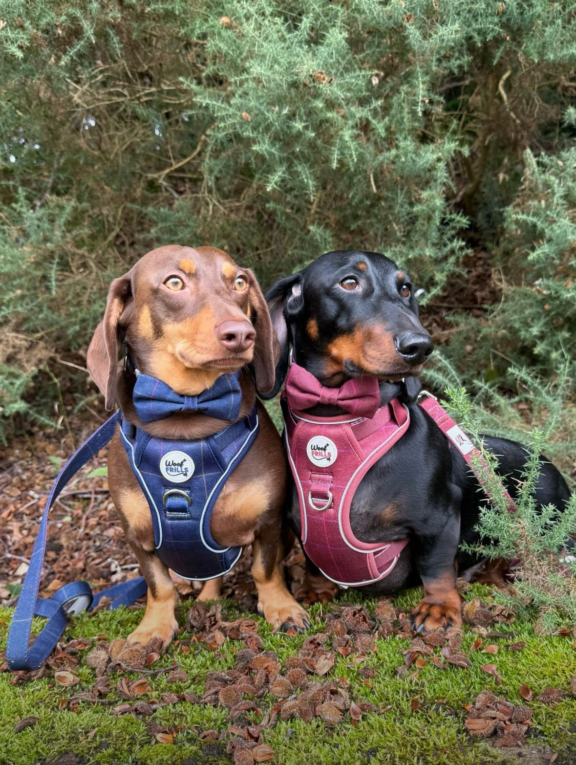 Step in Dog Harness Set | Midnight Trails| Matching Collar, Lead & Bow | BUNDLE OF YOUR CHOICE