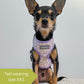 Cute dog wearing a lilac puppy harness