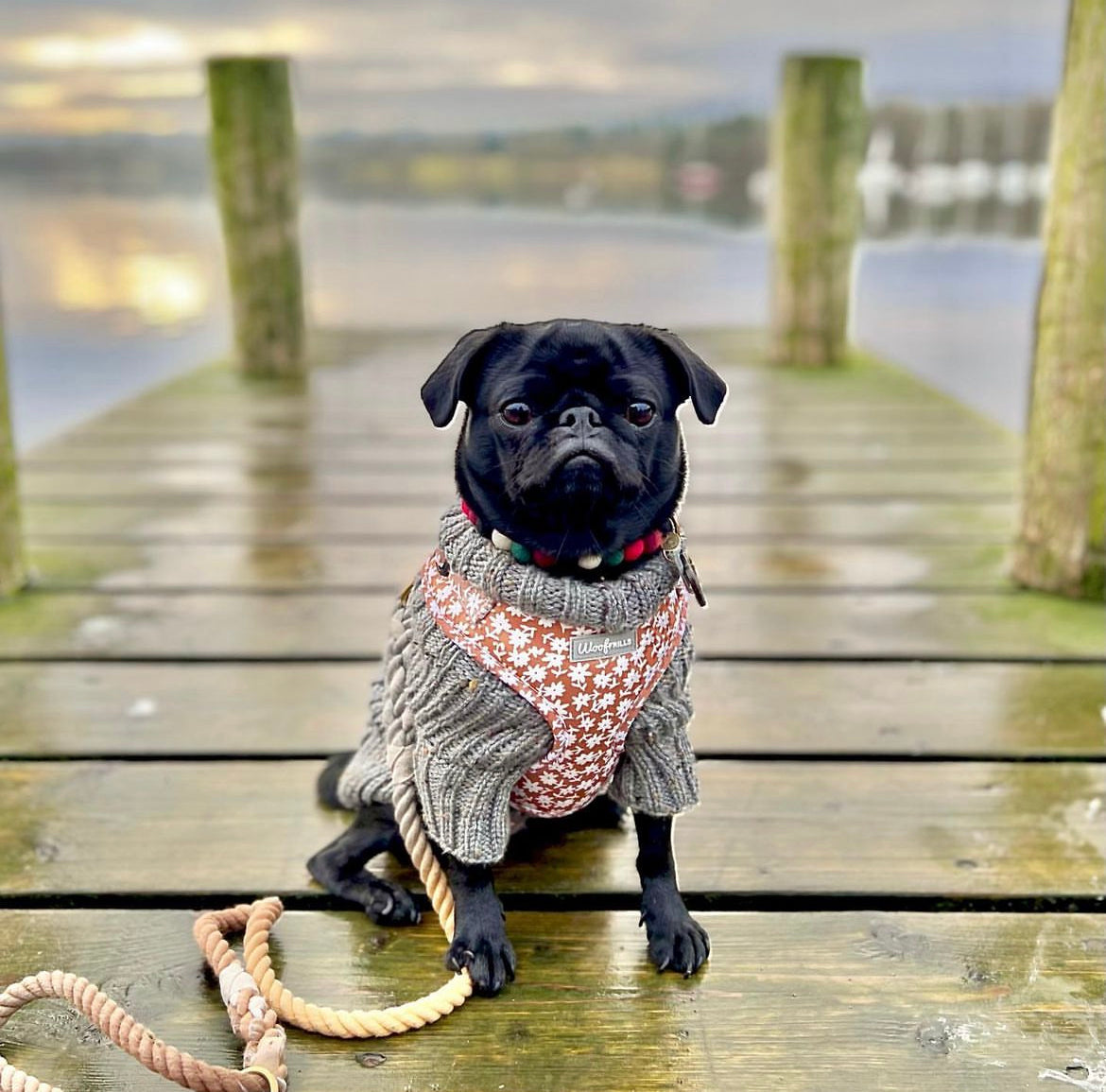 Cute pug wearing a dog harness with daisy