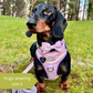 Dachshund dog wearing a lilac daisy harness